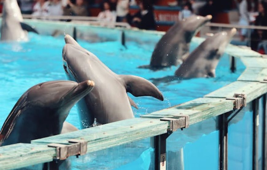 Photo with Dolphin