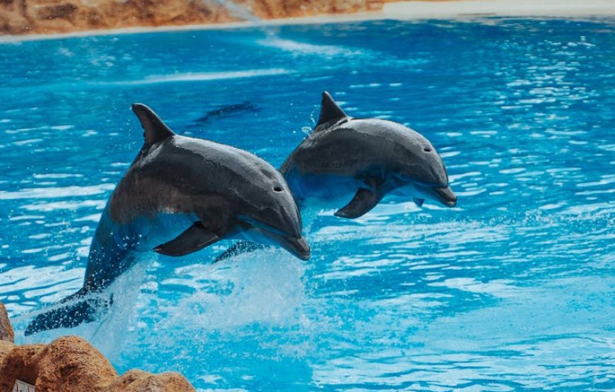 Photo with Dolphin