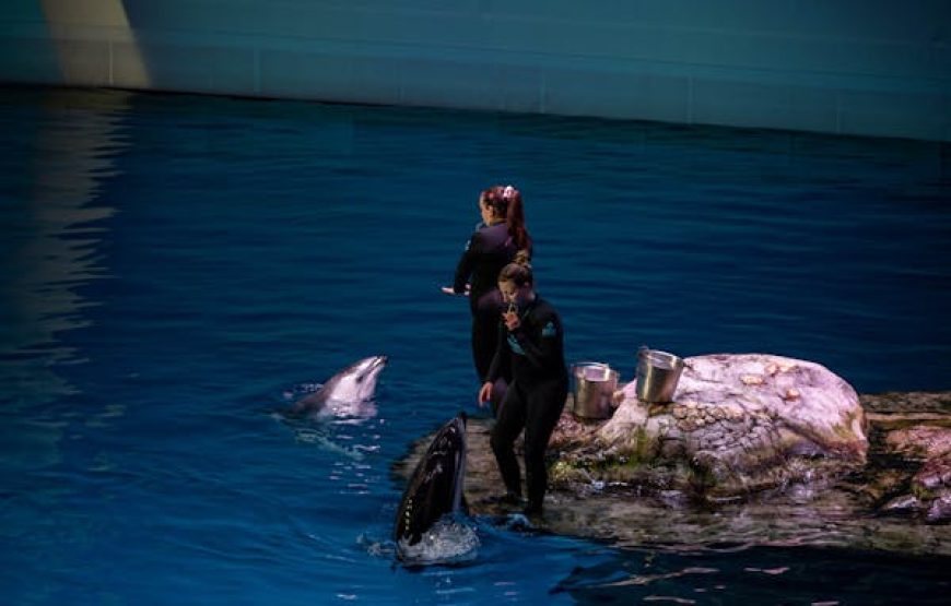 Dolphin Show